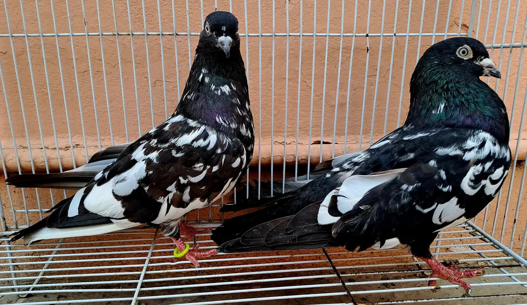Beautiful Indian (RAMPURI) Pair urgent for sale. 03116130712 — photo 4