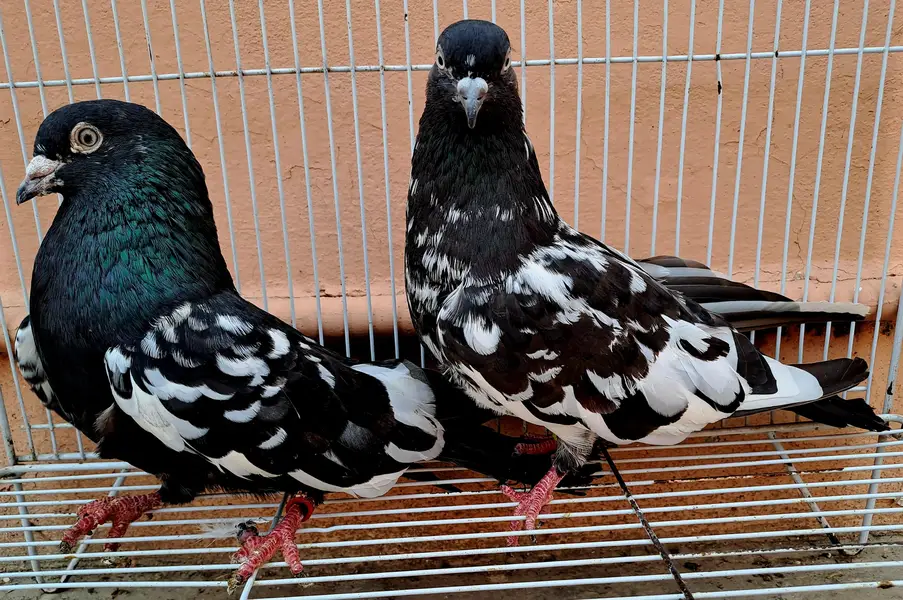 Beautiful Indian (RAMPURI) Pair urgent for sale. 03116130712 — photo 5