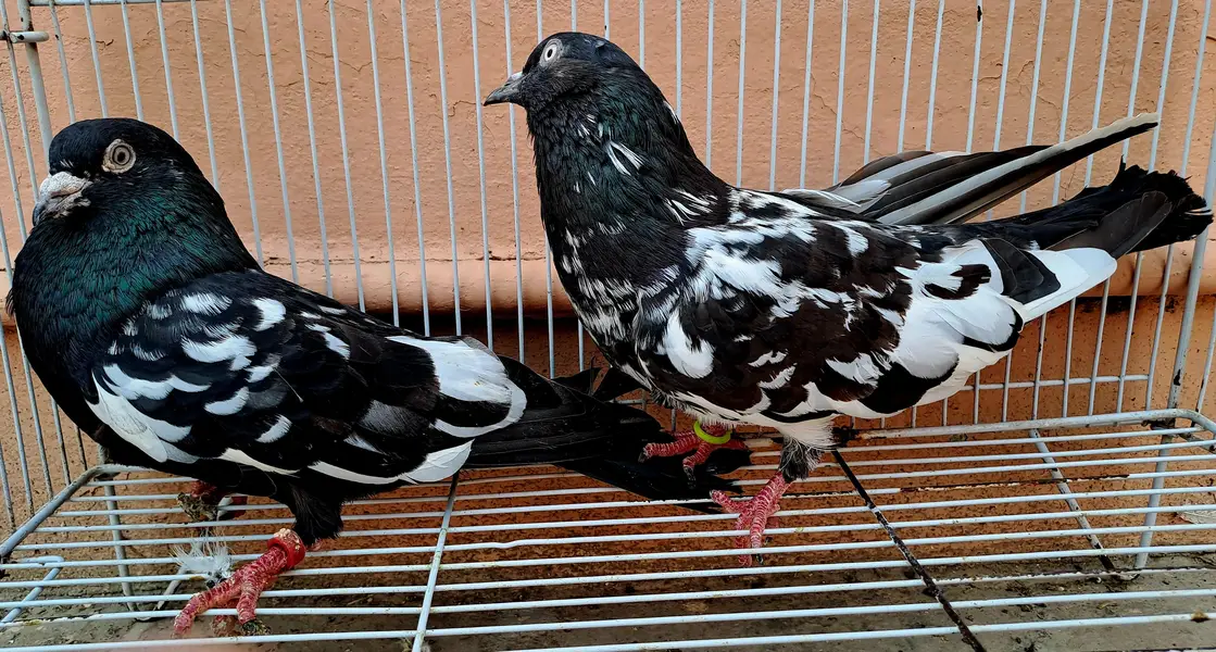 Beautiful Indian (RAMPURI) Pair urgent for sale. 03116130712 — photo 6