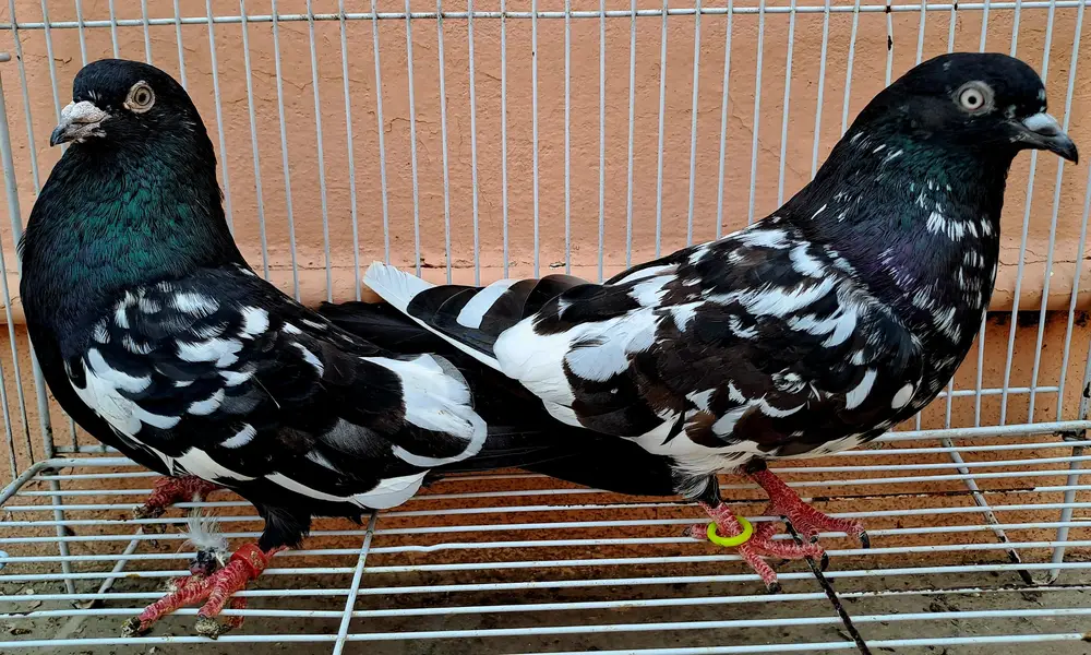 Beautiful Indian (RAMPURI) Pair urgent for sale. 03116130712 — photo 7