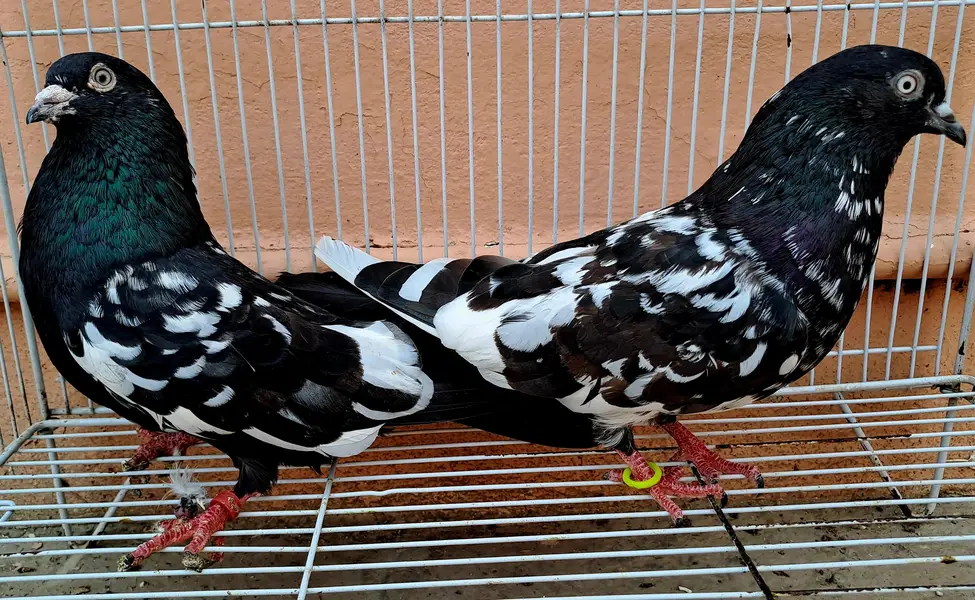 Beautiful Indian (RAMPURI) Pair urgent for sale. 03116130712 — photo 8