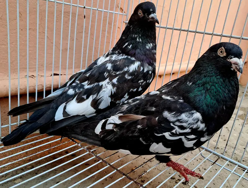 Beautiful Indian (RAMPURI) Pair urgent for sale. 03116130712 — photo 9