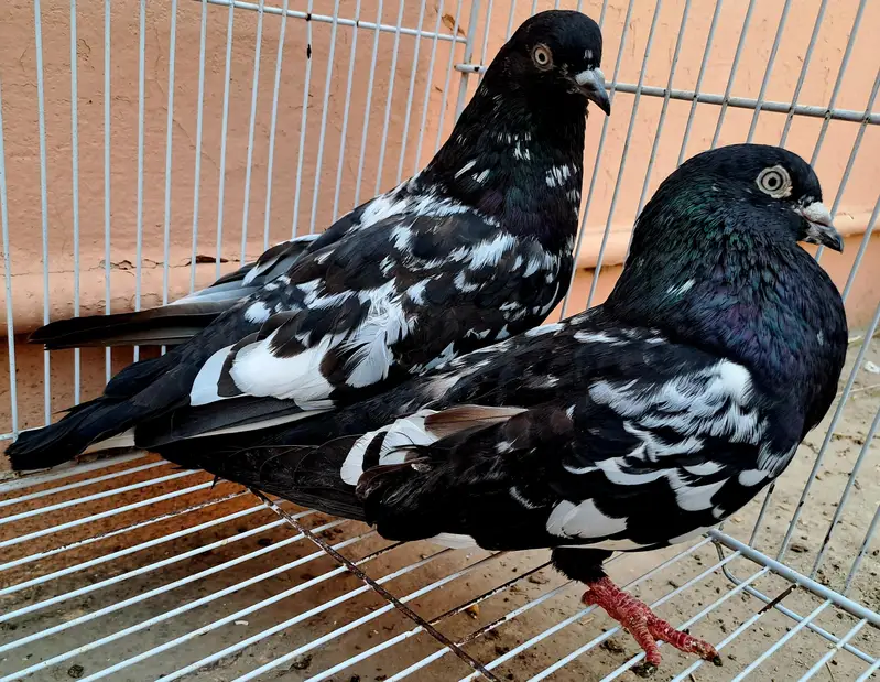 Beautiful Indian (RAMPURI) Pair urgent for sale. 03116130712 — photo 10