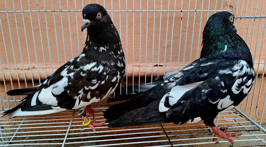 Beautiful Indian (RAMPURI) Pair urgent for sale. 03116130712 — photo 11