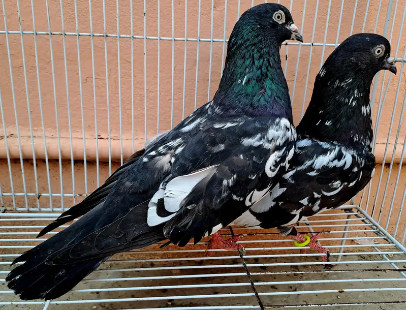 Beautiful Indian (RAMPURI) Pair urgent for sale. 03116130712 — photo 12