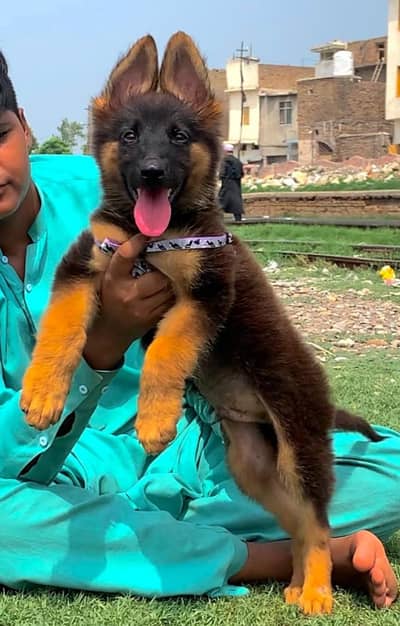 German Shepherd made for sale