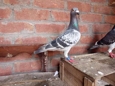 qasid pair