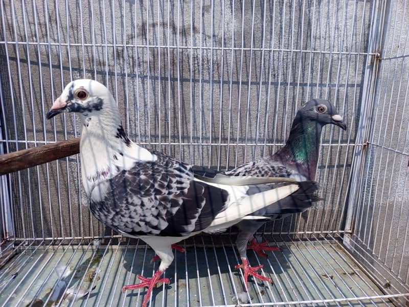 qasid pair 0