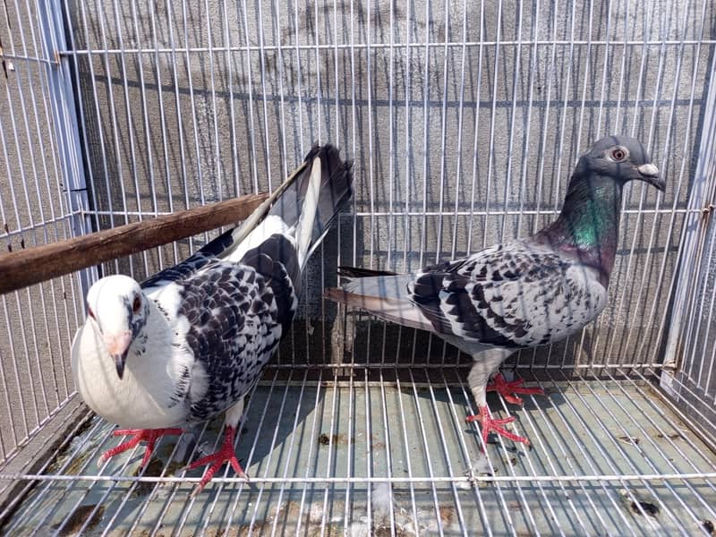 qasid pair 1