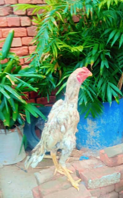 shomo male top quality ka male ha