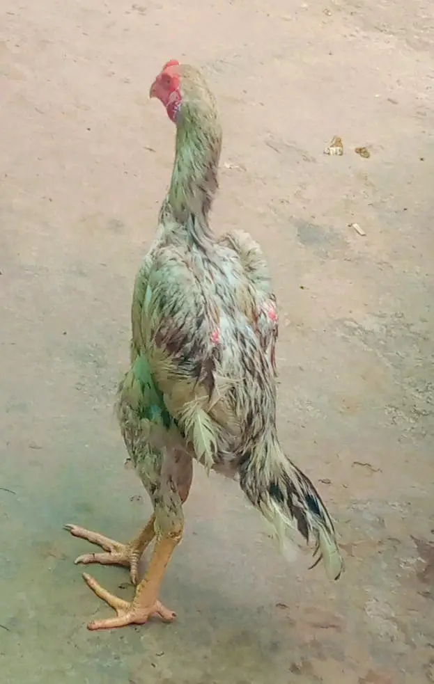 shomo male top quality ka male ha — photo 2