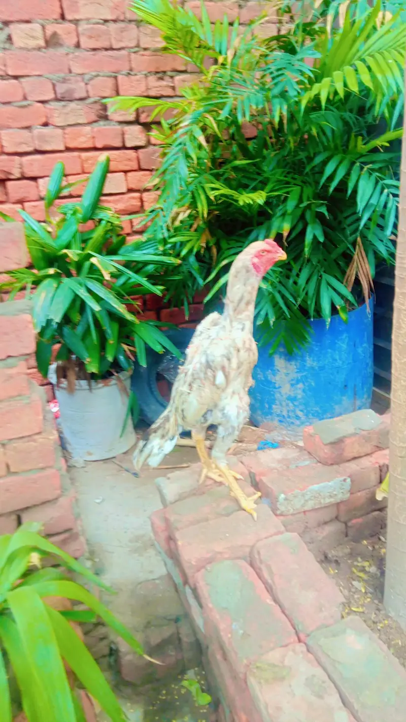 shomo male top quality ka male ha — photo 4