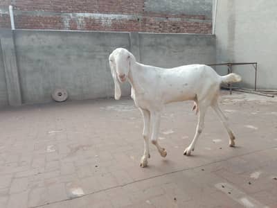 Pure Rajanpuri Toti Face
