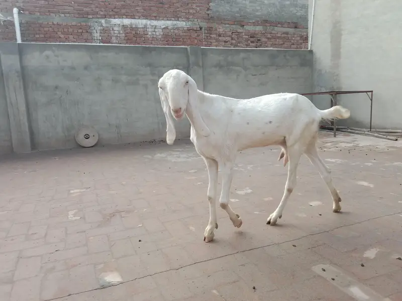Pure Rajanpuri Toti Face