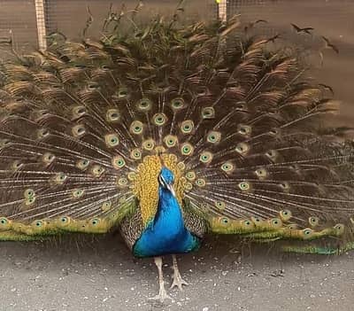 Indian Blue Peacock For Sale