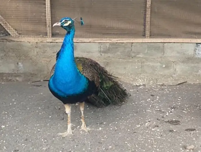 Indian Blue Peacock For Sale — photo 2