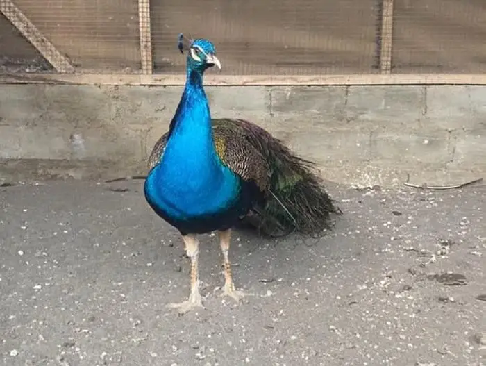 Indian Blue Peacock For Sale — photo 3