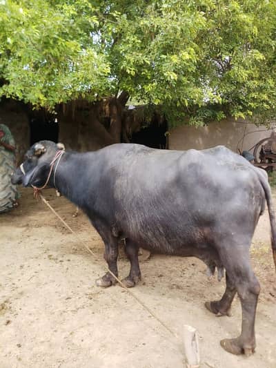 neli bhens for sale buffalo