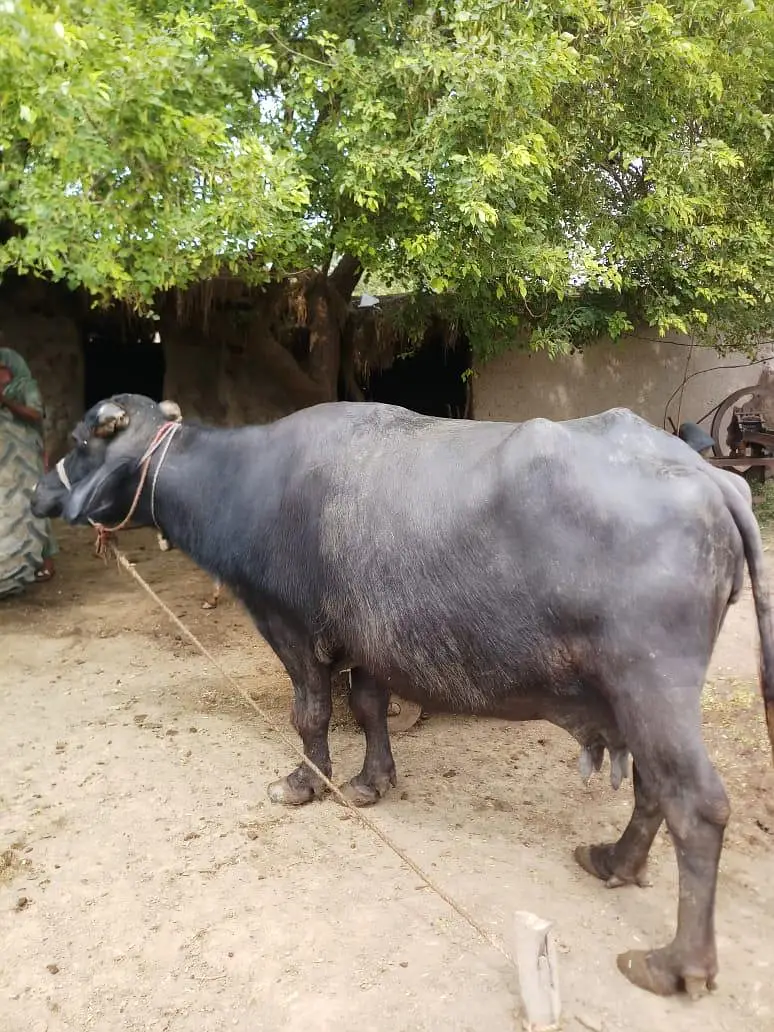 neli bhens for sale buffalo