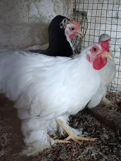 white bantam / fancy hens/ batum / frizle batam hens