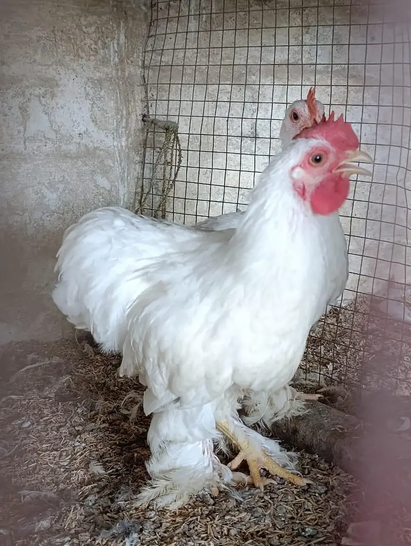 white bantam / fancy hens/ batum / frizle batam hens — photo 2