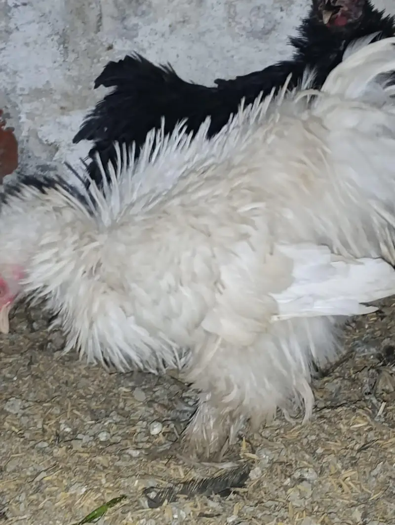 white bantam / fancy hens/ batum / frizle batam hens — photo 3