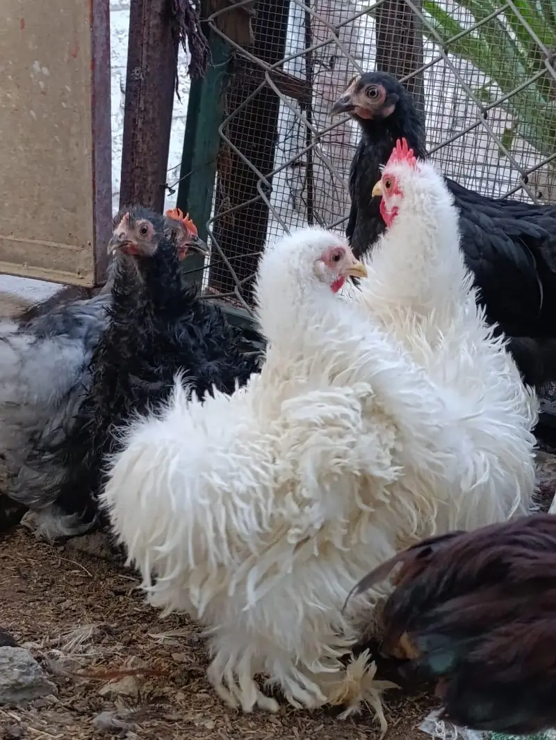 white bantam / fancy hens/ batum / frizle batam hens — photo 4