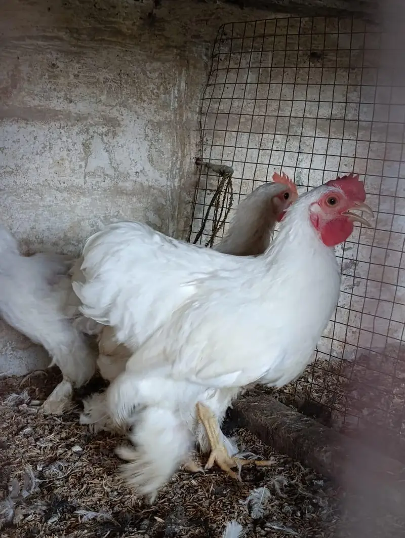 white bantam / fancy hens/ batum / frizle batam hens — photo 5