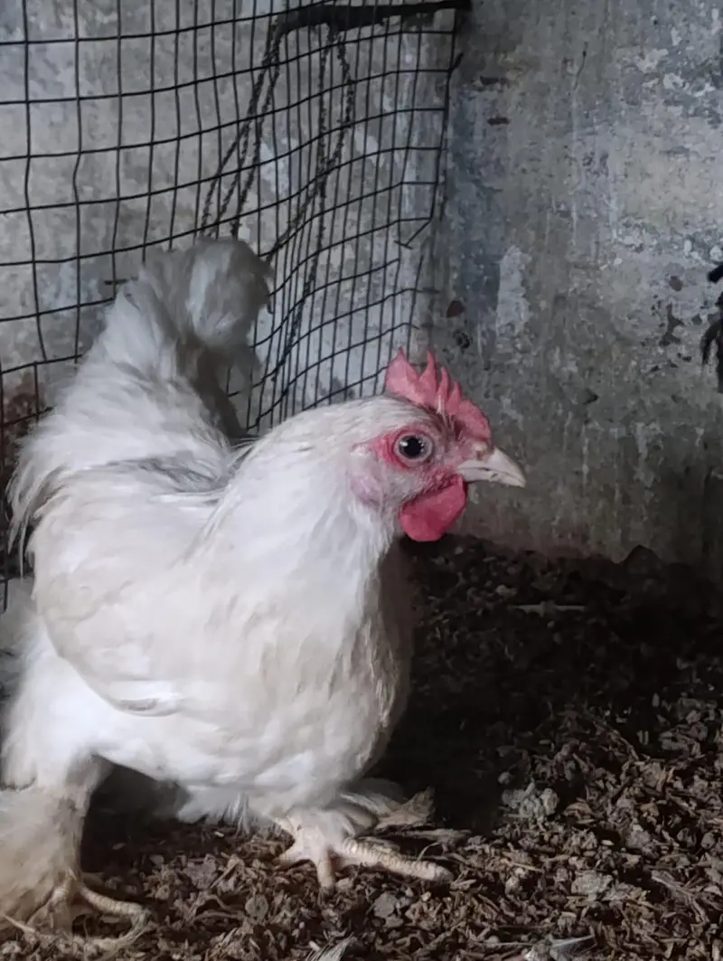 white bantam / fancy hens/ batum / frizle batam hens — photo 6