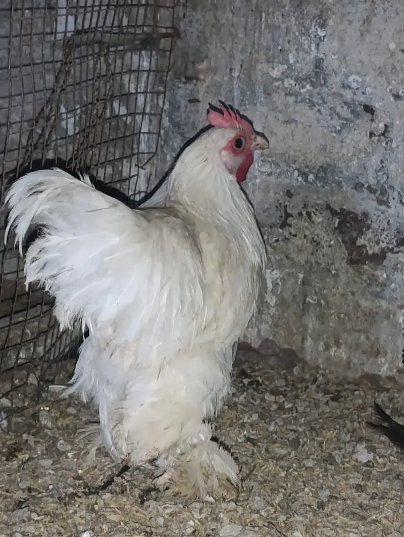 white bantam / fancy hens/ batum / frizle batam hens — photo 7
