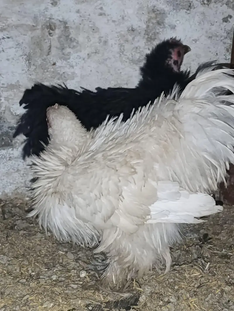 white bantam / fancy hens/ batum / frizle batam hens — photo 8