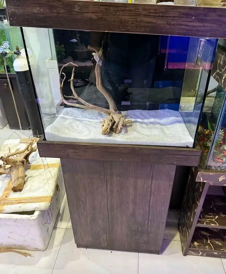 Fish and Fish Aquarium Munasib and wholesale Price par Available hai — photo 7