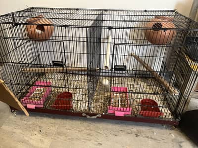 Lovebirds for sale with iron cage