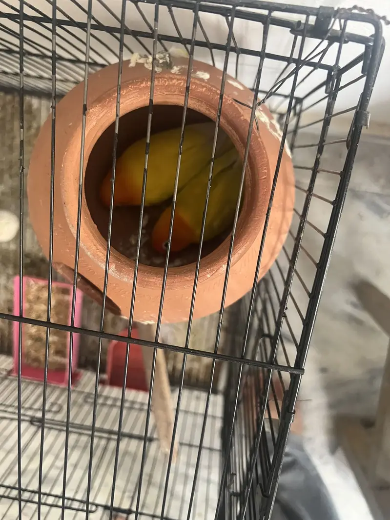 Lovebirds for sale with iron cage — photo 2