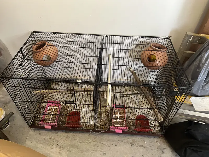 Lovebirds for sale with iron cage — photo 3