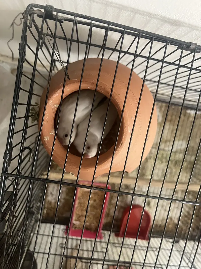 Lovebirds for sale with iron cage — photo 4