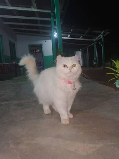 Percisan Female cat
