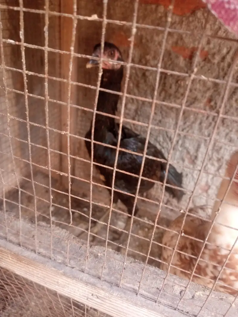 Desi murgi — photo 2