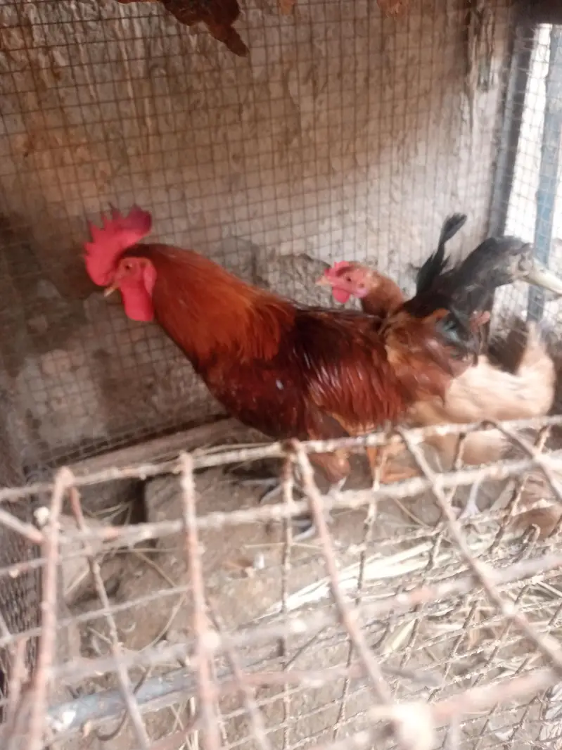 Desi murgi — photo 4