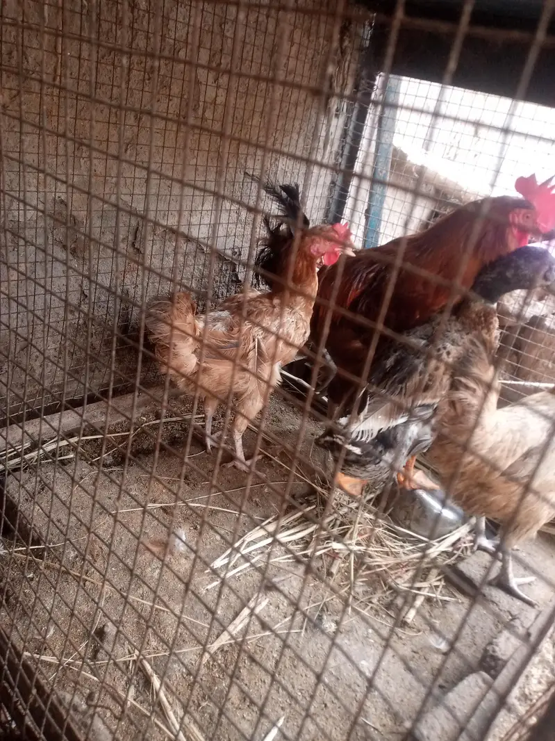 Desi murgi — photo 5
