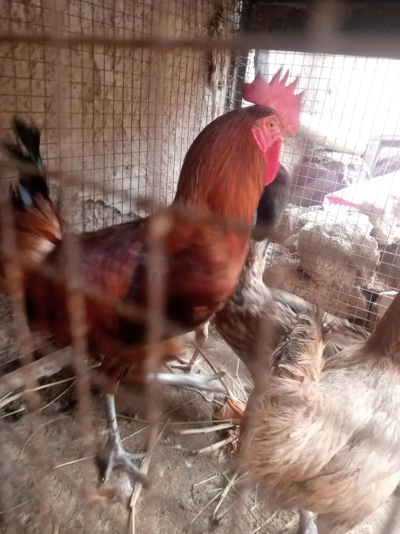 Desi murgi — photo 6