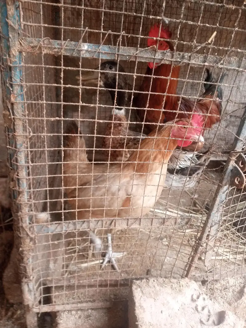 Desi murgi — photo 7