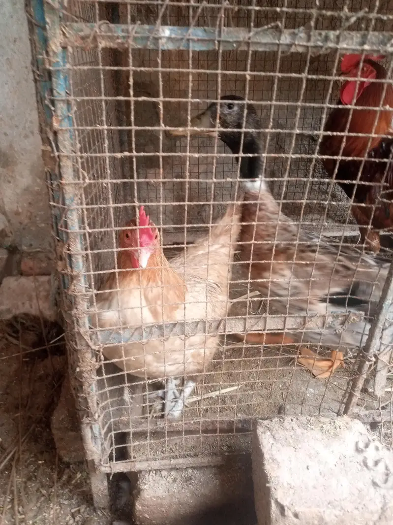 Desi murgi — photo 8