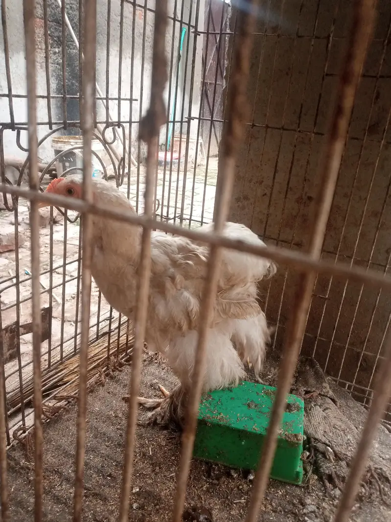 Desi murgi — photo 9