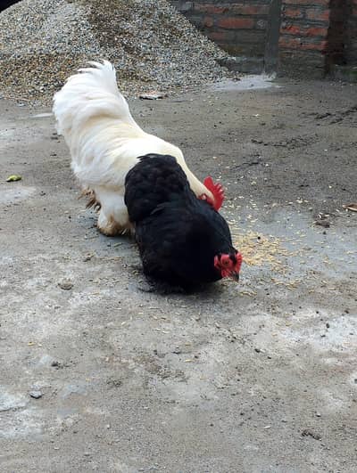 Healthy Egg-Laying Bantam Chicken Pair for Sale