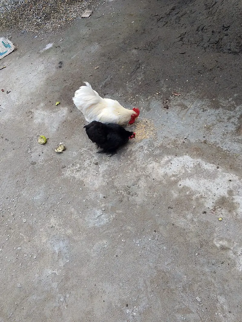 Healthy Egg-Laying Bantam Chicken Pair for Sale — photo 2