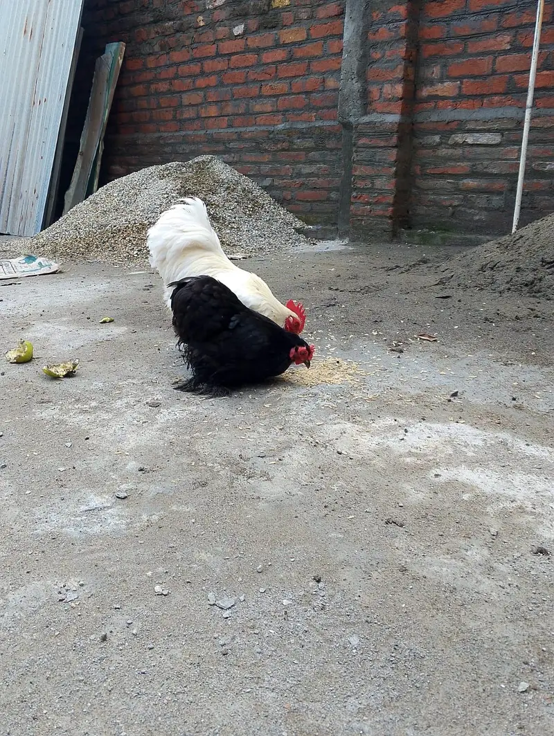 Healthy Egg-Laying Bantam Chicken Pair for Sale — photo 3