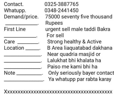urgent sell taddi male Bakra for sale