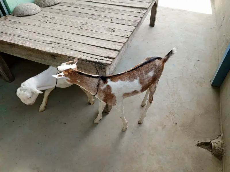 urgent sell taddi male Bakra for sale — photo 2