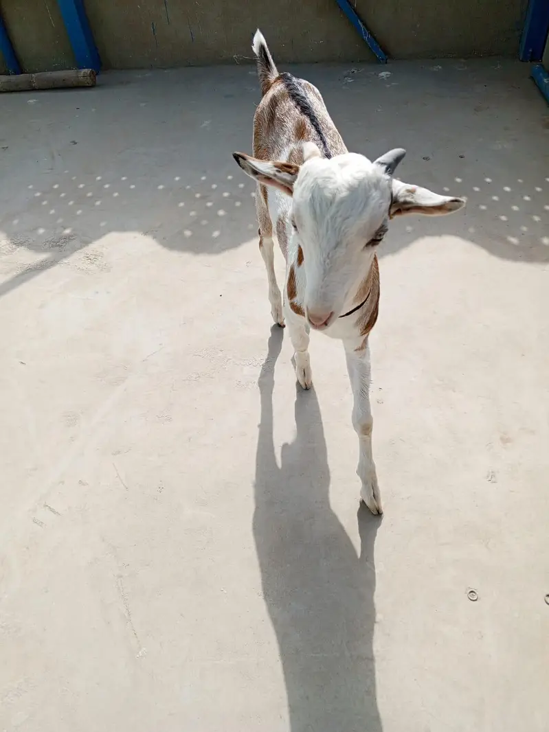 urgent sell taddi male Bakra for sale — photo 6